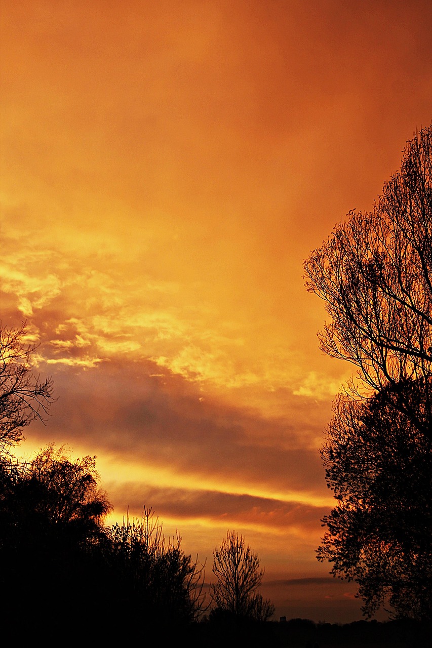 sunset, dusk, trees, silhouettes, tree silhouettes, sky, clouds, twilight, skyscapr, cloudscape, afterglow, nature, orange skies
